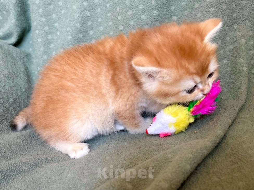 Кошки в Москве: Золотая плюшевая шиншилла Девочка, 35 100 руб. - фото 2