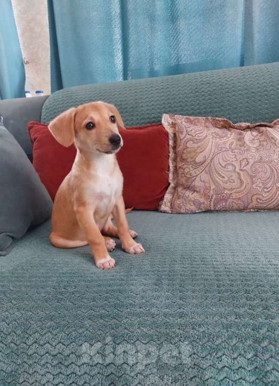 Собаки в Санкт-Петербурге: Очень красивый маленький щенок Девочка, Бесплатно - фото 3