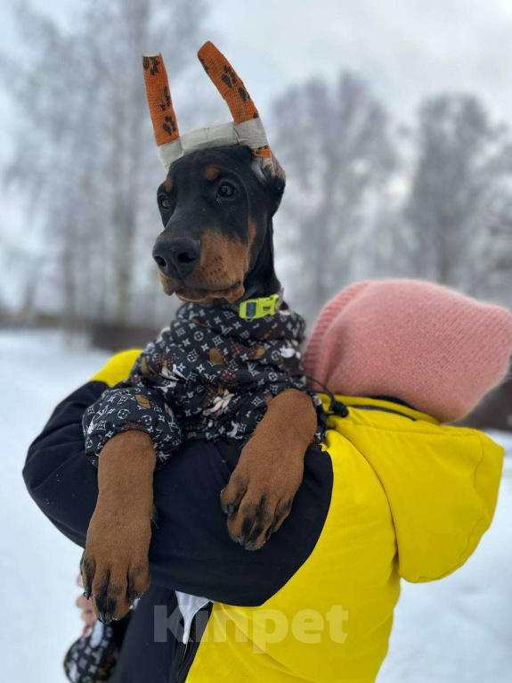 Собаки в Клине: Девочка 3 мес. Девочка, 120 000 руб. - фото 4