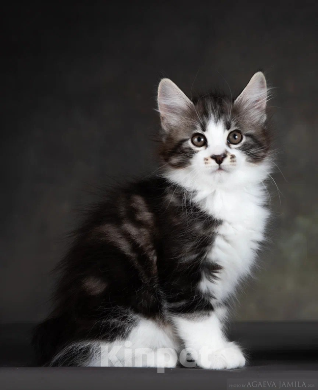 Кошки в других городах Московской области: Котик полудлинношерстный  Мальчик, 60 000 руб. - фото 5