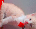 Кошки в Чебоксарах: котёнок умный,красивый, ласковый Мальчик, 50 руб. - фото 7