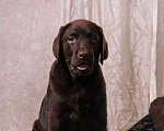 Собаки в Тольятти: Игривый щенок лабрадора Мальчик, 65 000 руб. - фото 1