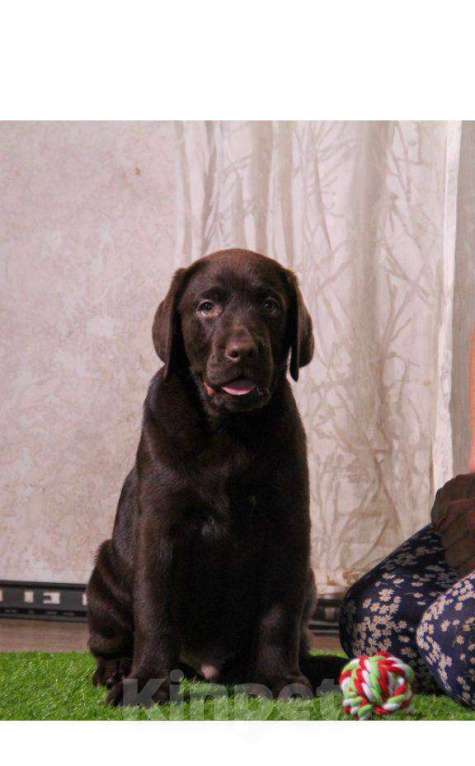 Собаки в Тольятти: Игривый щенок лабрадора Мальчик, 65 000 руб. - фото 1