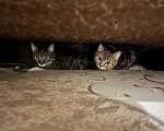 Кошки в Челябинске: Отдаем двух кошек в добрые руки — котик и кошечка Девочка, 1 руб. - фото 1
