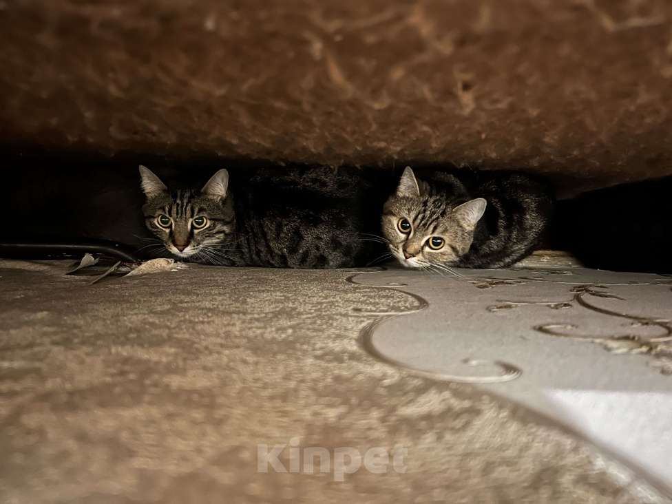 Кошки в Челябинске: Отдаем двух кошек в добрые руки — котик и кошечка Девочка, 1 руб. - фото 1