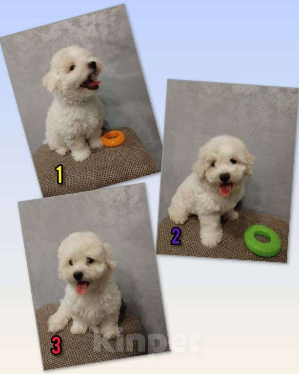 Собаки в Мытищах: Мальчик 2 Мальчик, 55 000 руб. - фото 2