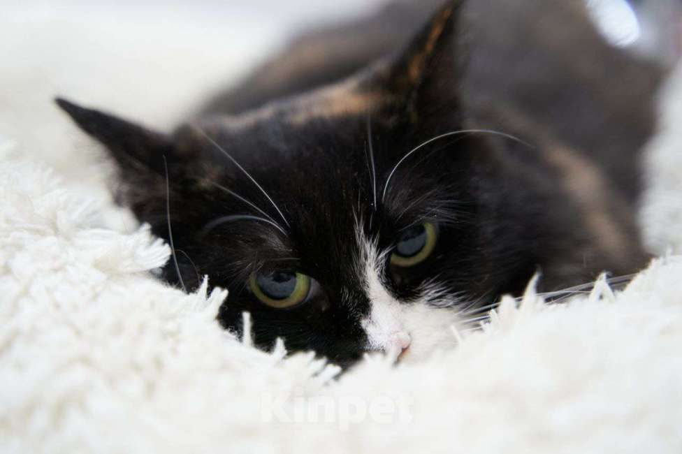 Кошки в Москве: Трёхцветная Кошка Кнопка в добрые руки Девочка, Бесплатно - фото 2