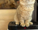 Кошки в Санкт-Петербурге: Шотландская вислоухая кошка Девочка, 8 000 руб. - фото 1