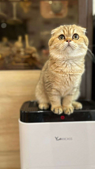 Объявление: Шотландская вислоухая кошка, 8 000 руб., Санкт-Петербург