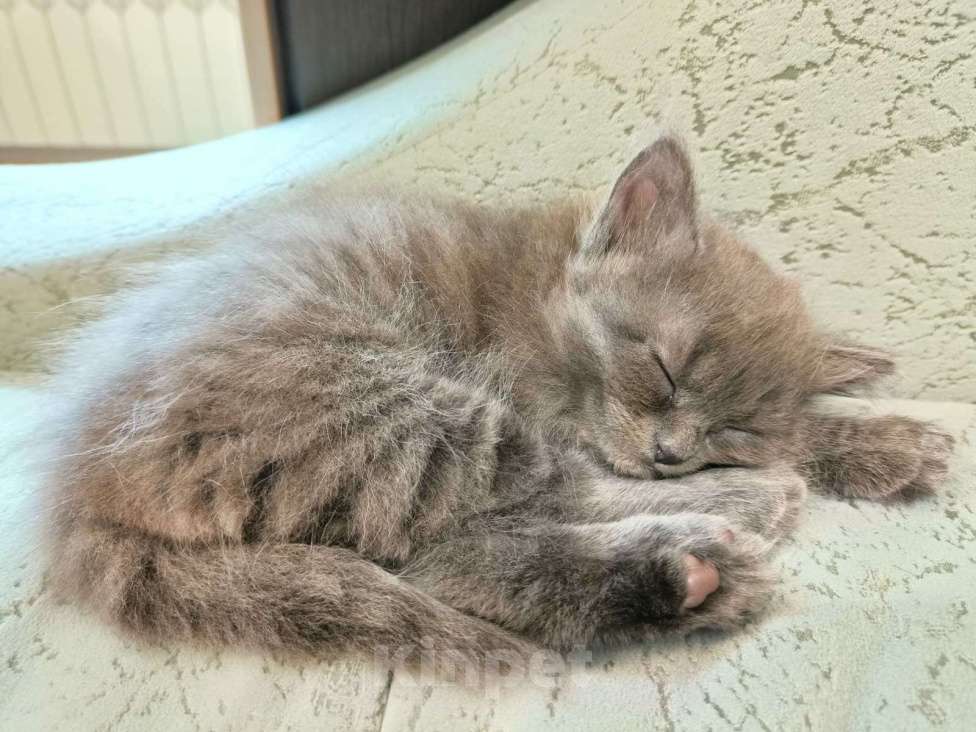 Кошки в Москве: Голубой пушистый котенок Девочка, Бесплатно - фото 3