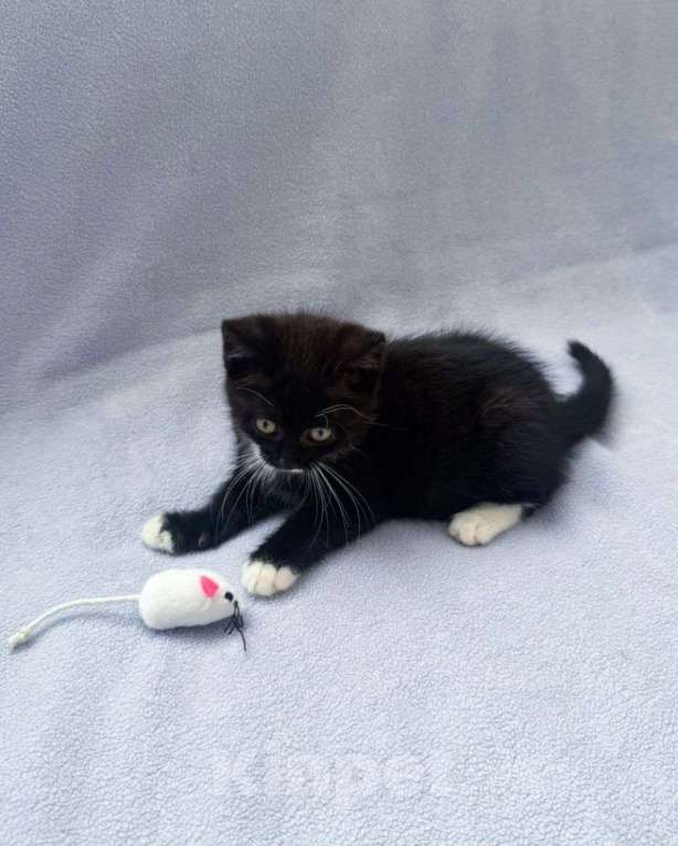 Кошки в Москве: Черный котенок девочка в добрые руки  Девочка, Бесплатно - фото 2