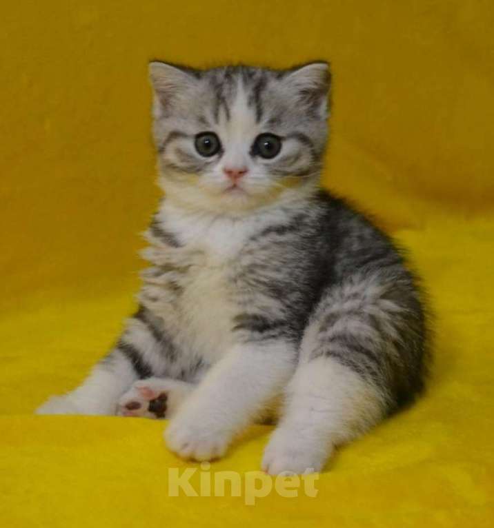 Кошки в Нижнем Новгороде: Малыш скоттиш страйт Мальчик, 15 000 руб. - фото 2