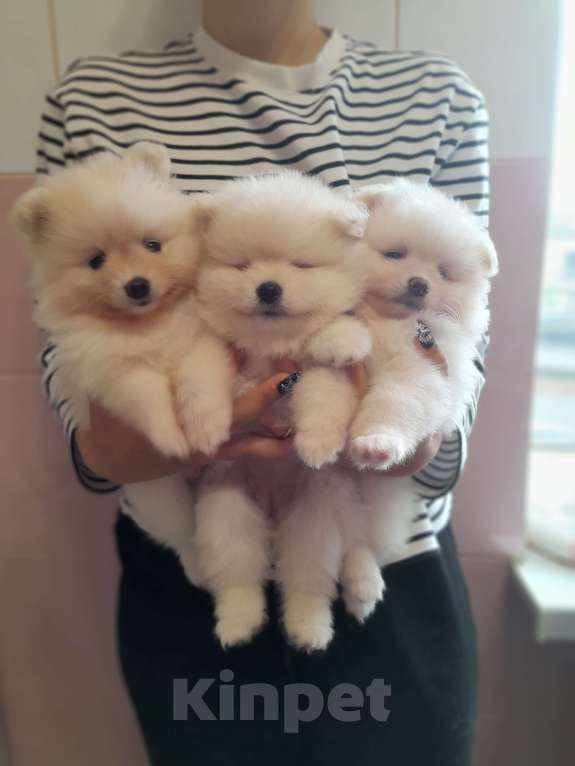 Собаки в Брянске: Немецуий шпиц щенок Мальчик, 30 000 руб. - фото 2