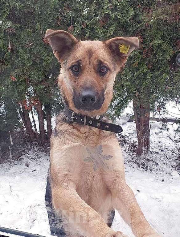 Собаки в Москве: Молодая, ласковая и общительная собачка Альма ищет дом Девочка, Бесплатно - фото 6