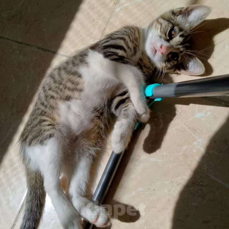 Кошки в Москве: Маленький котенок Геша Мальчик, Бесплатно - фото 3