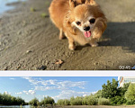 Собаки в Тимашевске: Потерялась собака  Мальчик, 5 000 руб. - фото 2