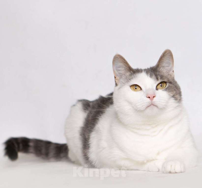 Кошки в Москве: Молодая шотландская кошечка Лиза ищет дом Девочка, Бесплатно - фото 2