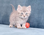 Кошки в Москве: Милый котенок Баксик ищет дом Мальчик, Бесплатно - фото 5