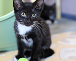 Кошки в Москве: Котенок в добрые руки Девочка, Бесплатно - фото 1