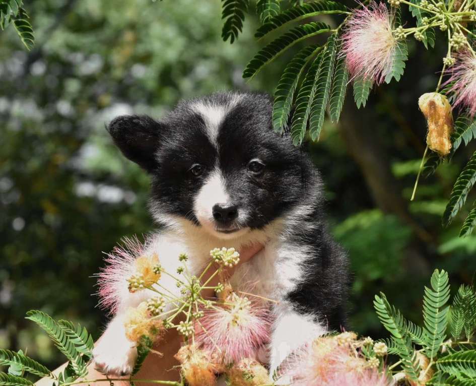 Собаки в Москве: Ненецкая оленегонная лайка. Помет «А». Сука Unmay no Akay Ito AGATA Девочка, 60 000 руб. - фото 8