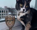 Кошки в Москве: Пепельная трехцветная Шерри Девочка, Бесплатно - фото 2
