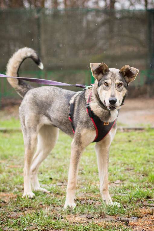 Собаки в Москве: Ярчайший бриллиант живет в приюте Девочка, Бесплатно - фото 3