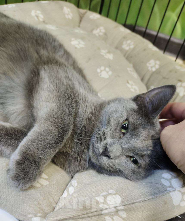 Кошки в Москве: Красавец Дымок ждет маму и папу Мальчик, Бесплатно - фото 3