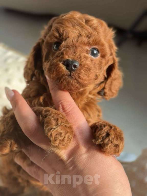 Собаки в Красноярске: Той-пудель, щенок Мальчик, 150 000 руб. - фото 4