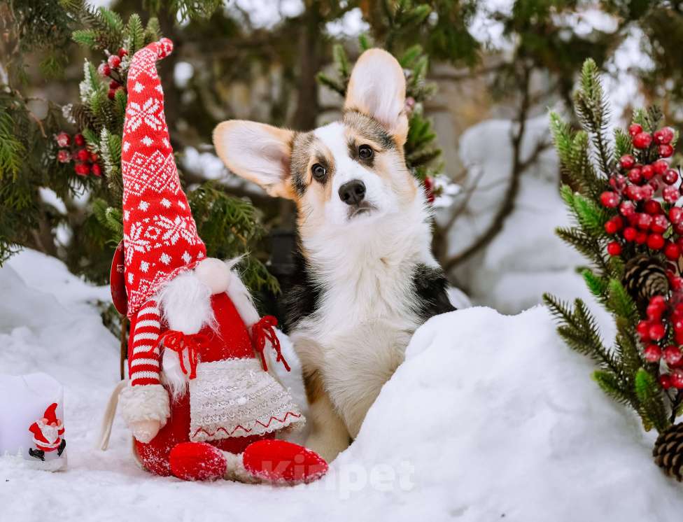 Собаки в Новосибирске: Вельш Корги Пемброк Дайнерис Бурерожденная  Девочка, 55 000 руб. - фото 4
