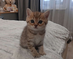 Кошки в Санкт-Петербурге: Шотландские вислоухие и прямоухие котята Девочка, 15 000 руб. - фото 4