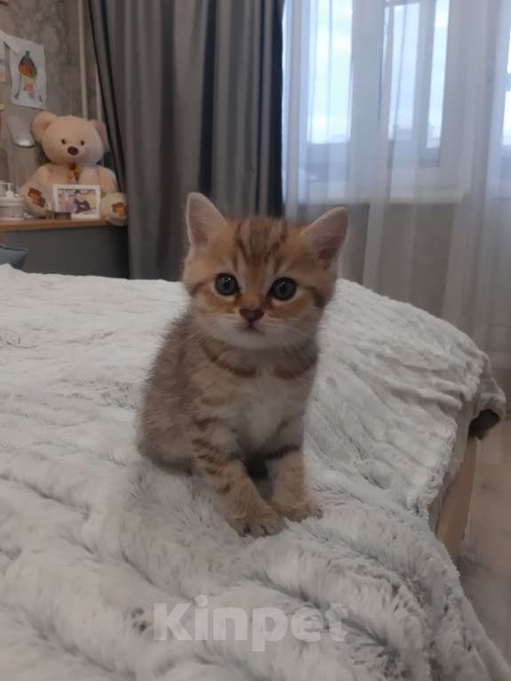 Кошки в Санкт-Петербурге: Шотландские вислоухие и прямоухие котята Девочка, 8 000 руб. - фото 4