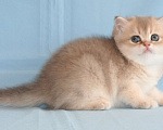 Кошки в Сарове: Шотландский котенок Мальчик, Бесплатно - фото 1