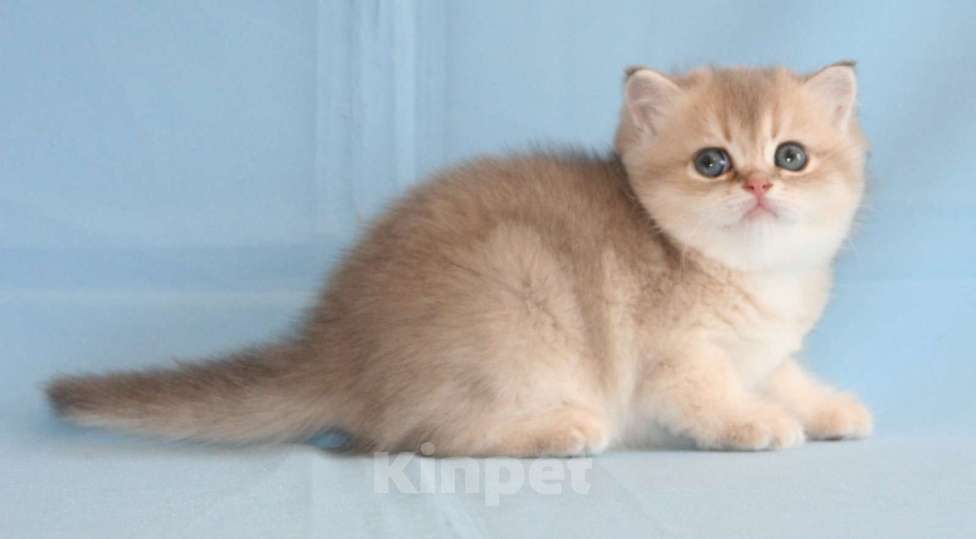 Кошки в Сарове: Шотландский котенок Мальчик, Бесплатно - фото 1