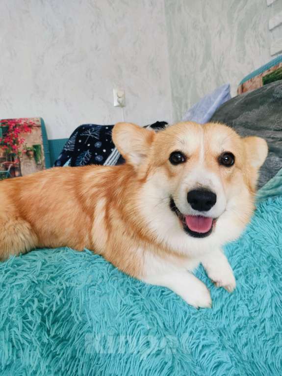 Собаки в Воронеже: Вельш корги пемброк натуральный бобтейл Девочка, 35 000 руб. - фото 3