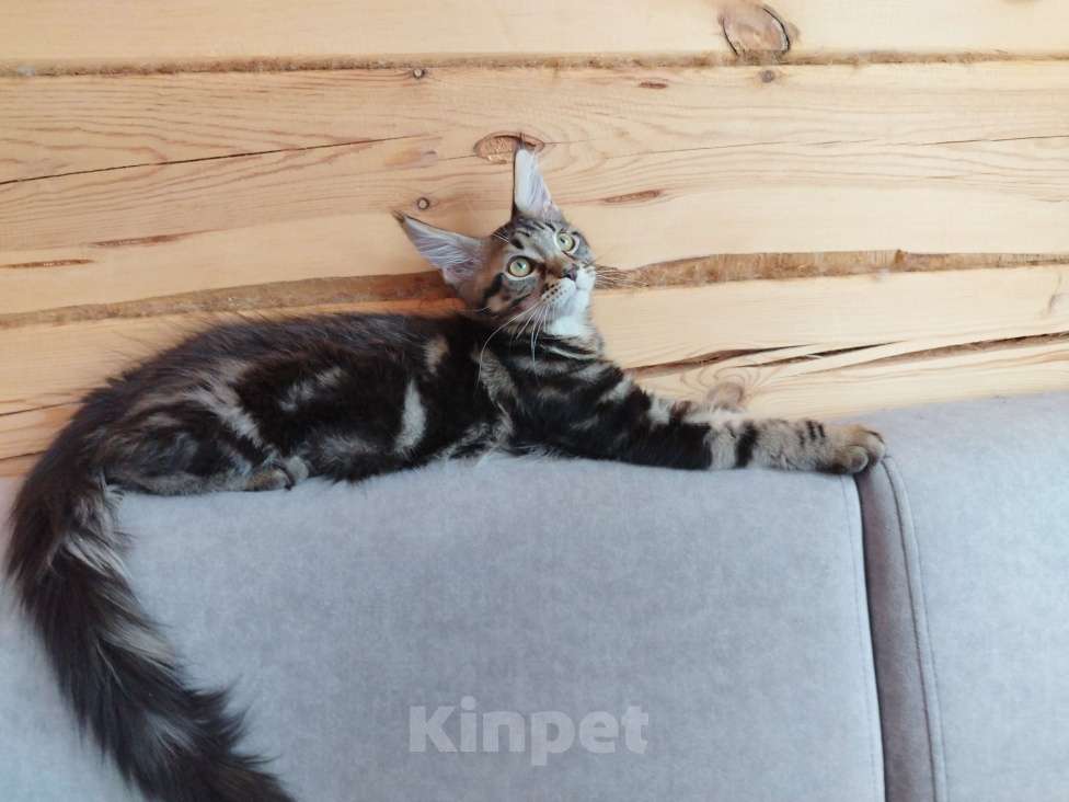 Кошки в Чите: Продается котенок мейнкун Мальчик, 30 000 руб. - фото 4