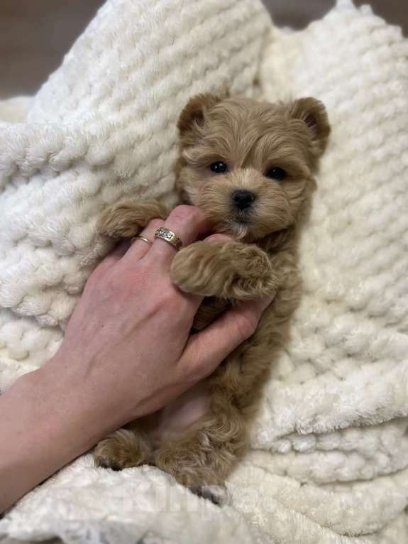 Собаки в Москве: Мальтипу f1 Мальчик, 180 000 руб. - фото 2