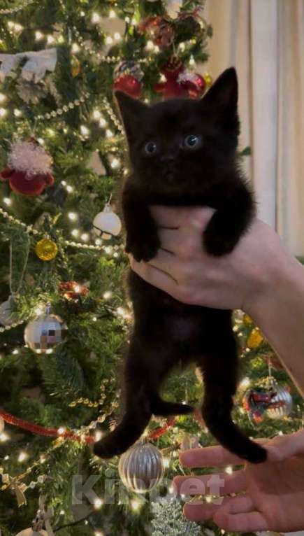 Кошки в Москве: котята ищут дом Мальчик, Бесплатно - фото 7