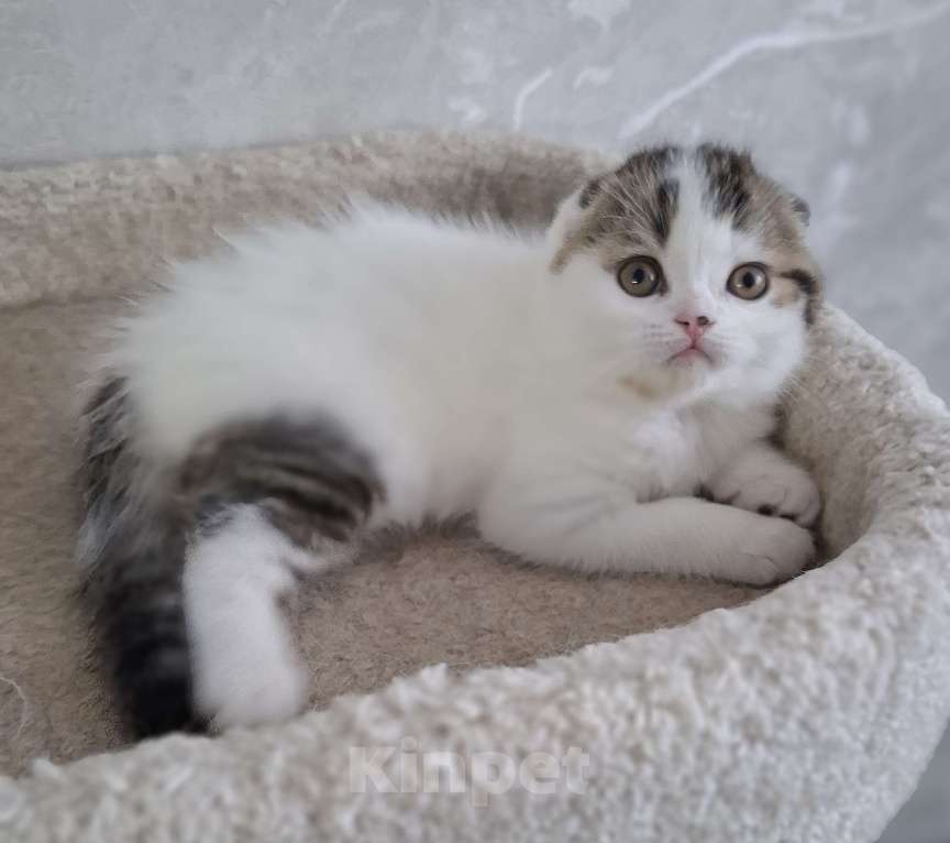 Кошки в Ярославле: Шотландский вислоухий короткошерстный малыш Мальчик, 35 000 руб. - фото 6