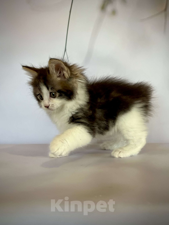 Кошки в других городах Московской области: Rock-n-Roll of Rufus Vallis Мальчик, 45 000 руб. - фото 1