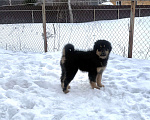 Собаки в других городах Московской области: Щенок банхара Девочка, Бесплатно - фото 2