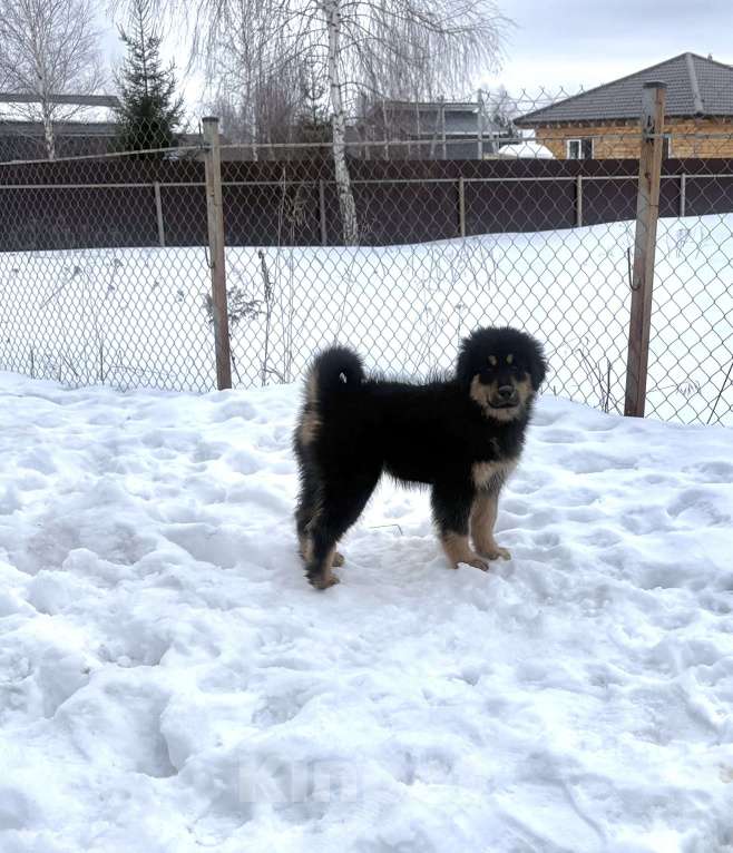 Собаки в других городах Московской области: Щенок банхара Девочка, Бесплатно - фото 2