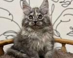 Кошки в Нижнем Новгороде: Котенок породы Мейн-кун Мальчик, Бесплатно - фото 1