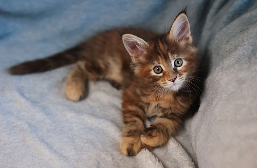 Котенок мейн-кун