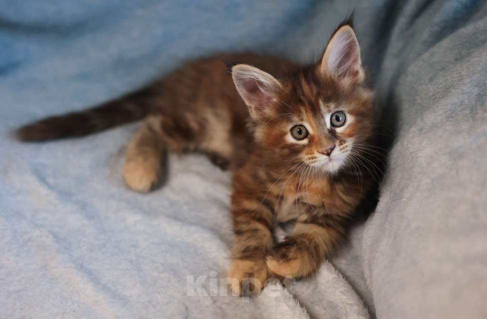 Кошки в Москве: Котенок мейн-кун Девочка, 60 000 руб. - фото 1