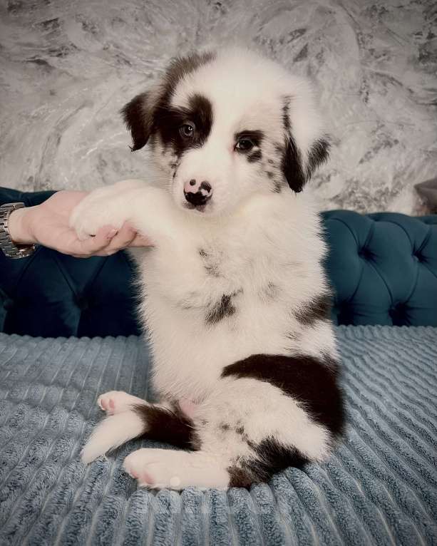 Собаки в Ростове-на-Дону: Щенок Девочка, 60 000 руб. - фото 3