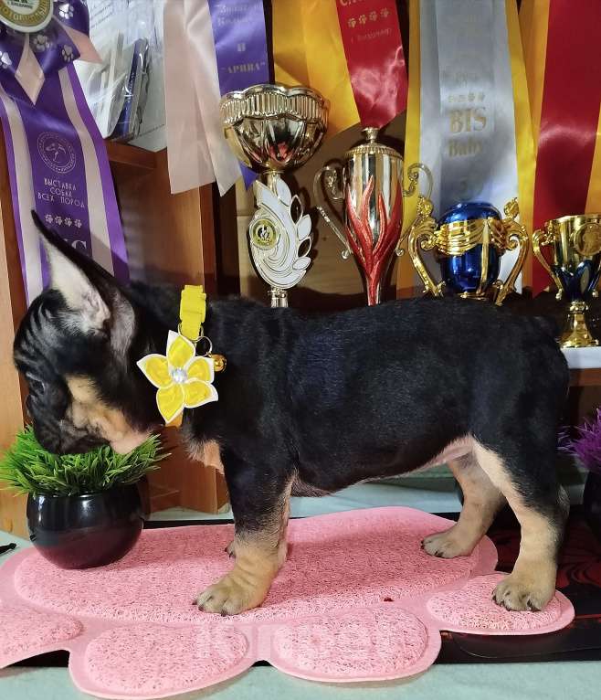 Собаки в Владимире: Девочка французский бульдог  Девочка, 80 000 руб. - фото 7