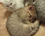 Кошки в Брянске: Котята британцы Мальчик, Бесплатно - фото 1