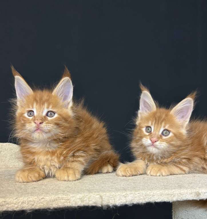 Кошки в Екатеринбурге: Красные мраморные мальчики Мальчик, 50 000 руб. - фото 6