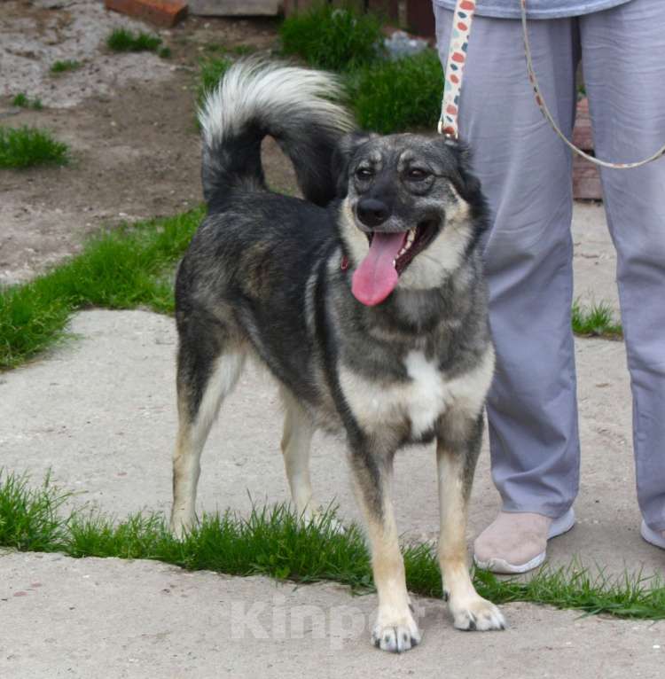 Собаки в Москве: Ласковая, жизнерадостная, позитивная Златочка ждет свою семью, мечтает о доме. Девочка, Бесплатно - фото 5
