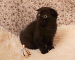 Кошки в Александровске-Сахалинском: Котята, 6 000 руб. - фото 2